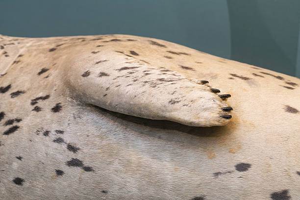 Caspian seals in the North Caspian Sea. (Phosa caspica