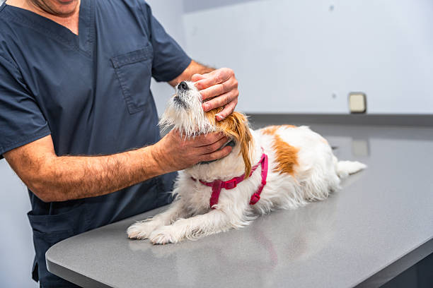 istock Veterinarian examining a jack russell terrier on a table 2212690652