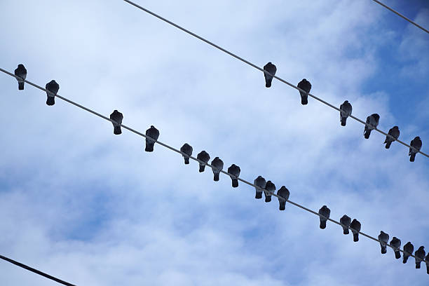 istock birds standing in rows on the power line 2212692179