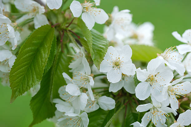 istock blooming flowers on cherry tree branch close up on blurred background 2212692595