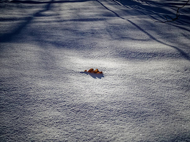 istock Oak leaf lying in the snow on a clear day 2212693004