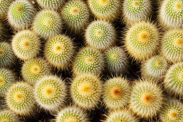 Unique Succulent Foliage with Intricate Texture and Bright Accents