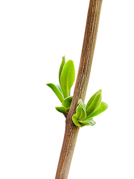 Close-Up Of Flower Buds