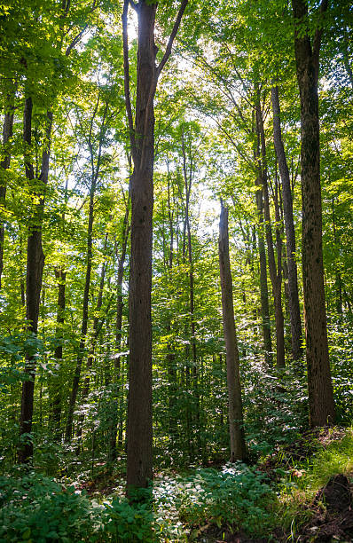 istock Forest Overlook at Sugar Grove, Pennsylvania 2212694910