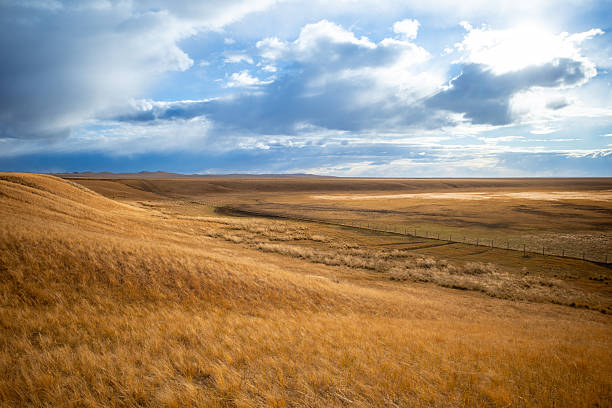 istock The golden field under a dramatic sky at sunset 2212695182