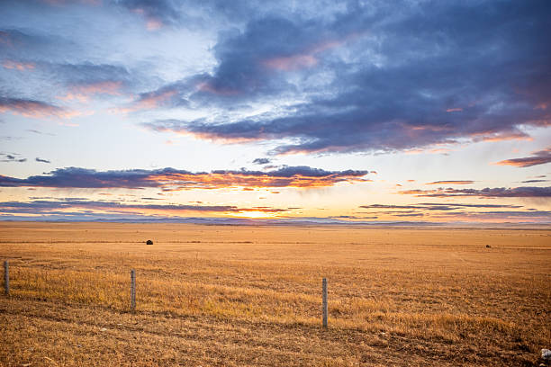 The golden field under a dramatic sky at sunset