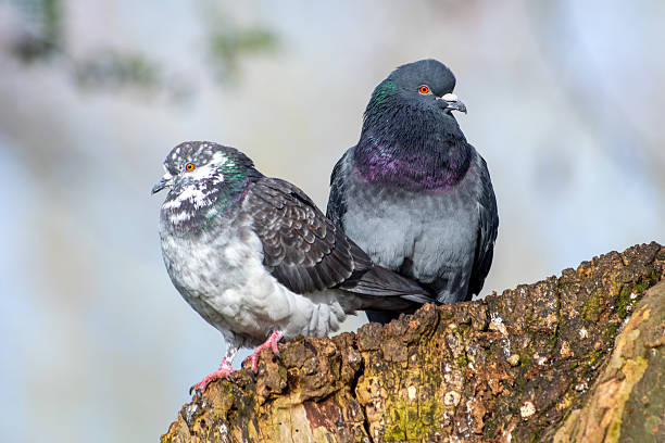 Pair of Rock Pigeons (Columba livia), Including Leucistic One, on a Tree