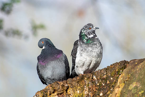 istock Pair of Rock Pigeons (Columba livia), Including Leucistic One, on a Tree 2212695304