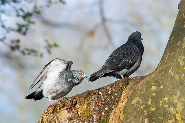 Pair of Rock Pigeons (Columba livia), Including Leucistic One, on a Tree