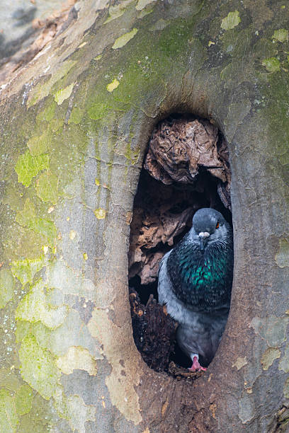 Rock Pigeon (Columba livia) Resting in a Tree Hollow
