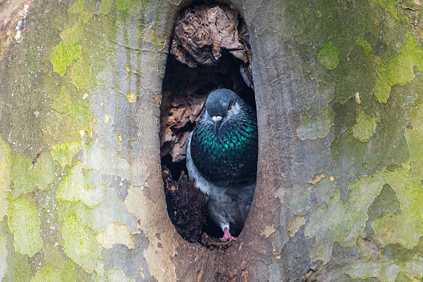 istock Rock Pigeon (Columba livia) Resting in a Tree Hollow 2212695348