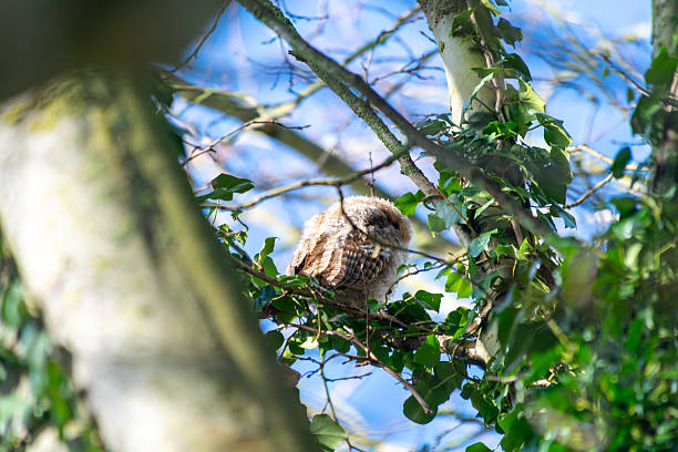 Tawny Owl (Strix aluco) in a Tree Among Branches