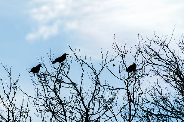 istock Rookery with Rook Nests (Corvus frugilegus) Against Blue Sky 2212695359