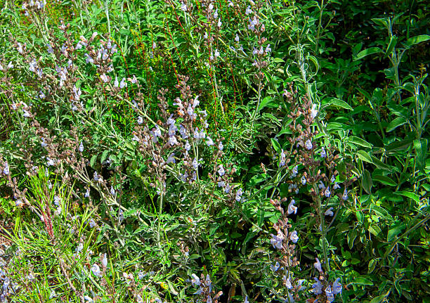 Kitchen sage, salvia officinalis and its flowers