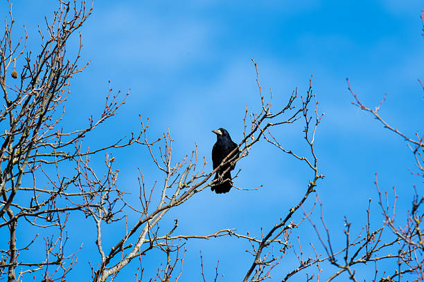 istock Rookery with Rook Nests (Corvus frugilegus) Against Blue Sky 2212695430