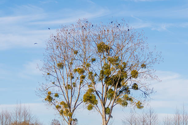 istock Rookery with Rook Nests (Corvus frugilegus) Against Blue Sky 2212695519