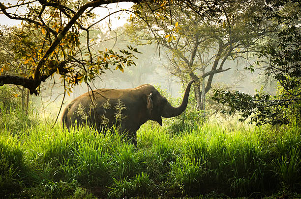 This photograph, taken in the early morning hours in Sri Lanka, showcases an elephant in its natural habitat. The soft, diffused light of the rising sun, combined with the morning mist, creates a tranquil and serene atmosphere. With its slightly raised trunk and relaxed open mouth, the elephant appears alert and good-natured. Imagine waking up every morning to this peaceful image on your wall, a positive start to the day, bringing a moment of nature's calm and a smile to your face.