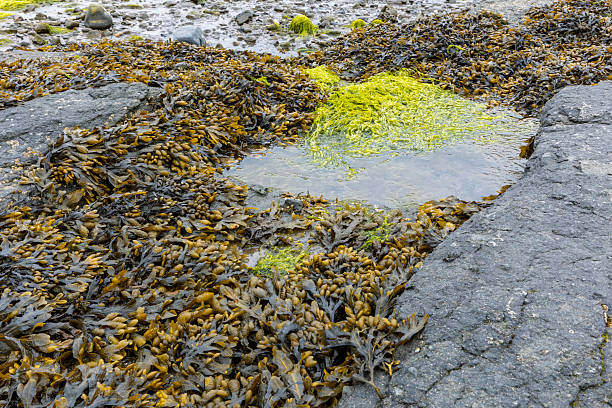 istock Coastal Rockpool with Spiral Wrack and Bright Green Gutweed 2212697749