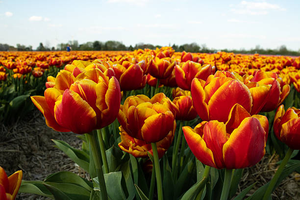 istock Beautiful Tulips are in Full Bloom 2212697802