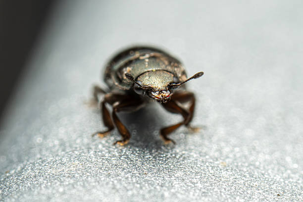 Detailed macro photograph of a Meligethes spec. pollen beetle resting on a flat, artificial surface. This small Nitidulidae beetle is commonly found in both natural and urban settings.