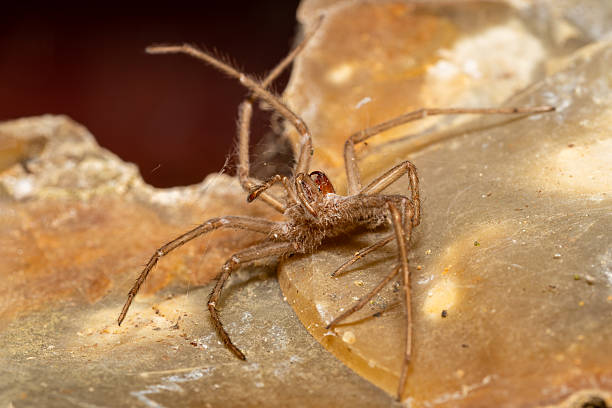 istock Exuvia of a house spider (Tegenaria spec.) 2212698227