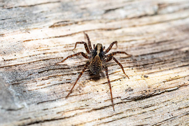istock Top view of a wolf spider (Pardosa spec.) on wood 2212698245