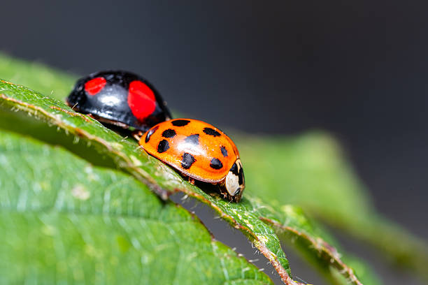 istock Close-up of two Asian ladybugs (Harmonia axyridis) mating on a green leaf. 2212698420
