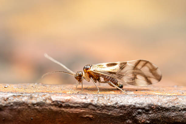 istock Graphopsocus cruciatus on the ground 2212699348
