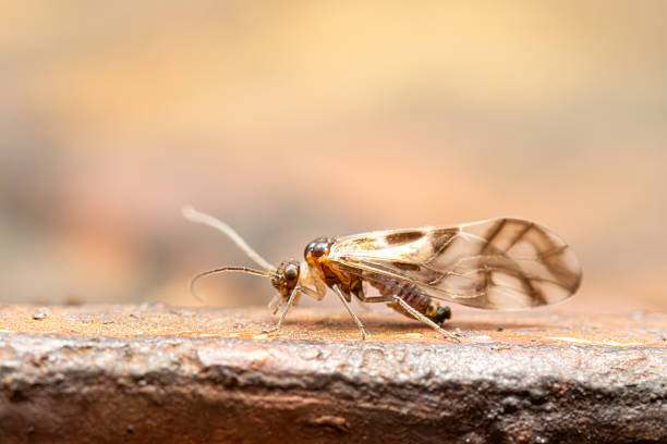 istock Graphopsocus cruciatus on the ground 2212699351