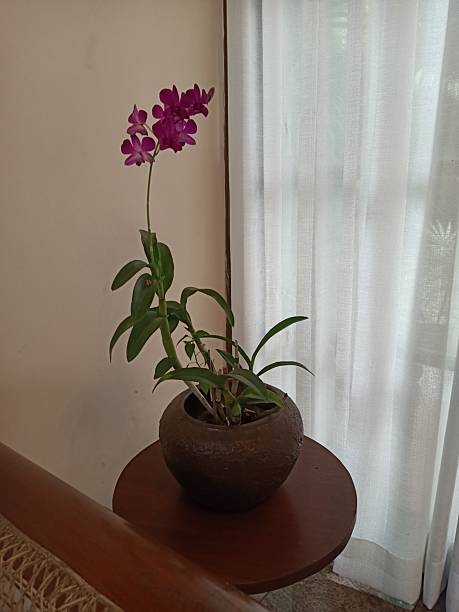 indoor orchid plant, indoor flower plants for interior design
