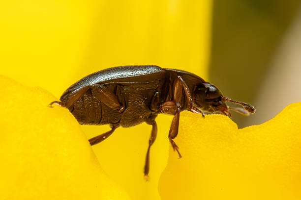 istock Meligethes beetle on a wild flower 2212700680