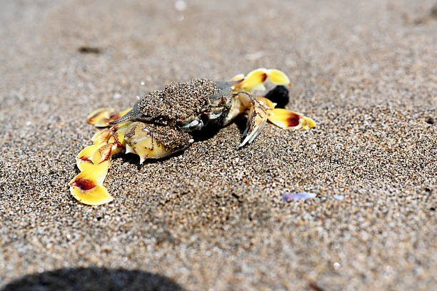 istock Dead Crab laying on the beach, during day time 2212700772