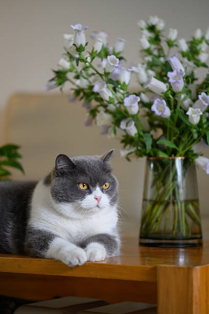 istock British shorthair cat lying on table 2212702523