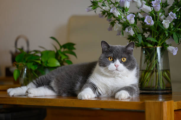 istock British shorthair cat lying on table 2212702526