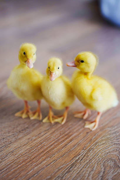 Three fluffy yellow ducklings waddle closely together on a wooden floor, showcasing their playful nature in a warm, inviting environment filled with soft light.