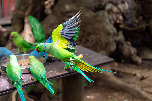 istock Rose-ringed parakeet, Psittacula krameri manillensis, also known as ring-necked parakeet, in flight in feeding time at aviary. 2212702971