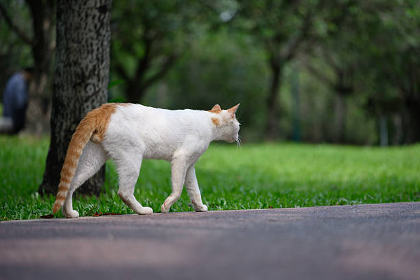 Cat walks in the park