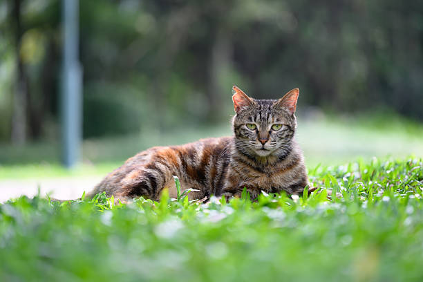 istock The Cat on the Grass 2212703027