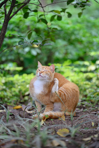 istock Cat sitting on the ground and scratching 2212703040