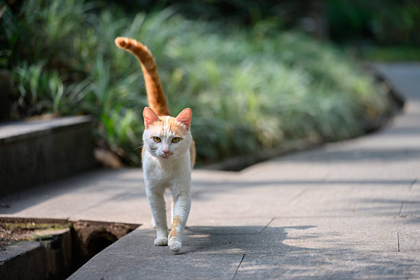 istock Cat walks in the park 2212703052
