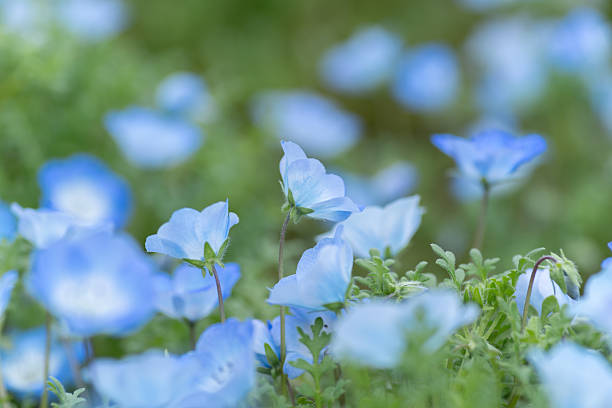istock Beautiful Nemophila in bloom 2212704065