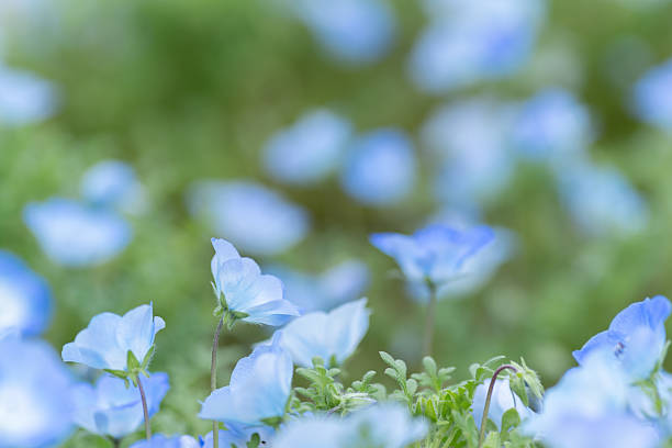 istock Beautiful Nemophila in bloom 2212704111