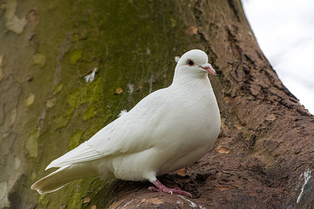 istock Leucistic male rock pigeon with black eyes perched in a tree 2212704280