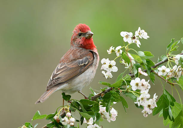 istock Common rosefinch ( carpodacus erythrinus ) male 2212704368