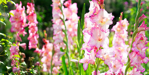 istock Lilly flowers growing in garden 2212706408