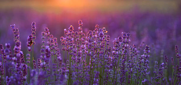 istock Pink lavender flowers during sunset 2212707352