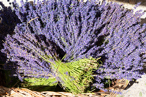 Lavender fresh bouquets for sale at outdoor stand