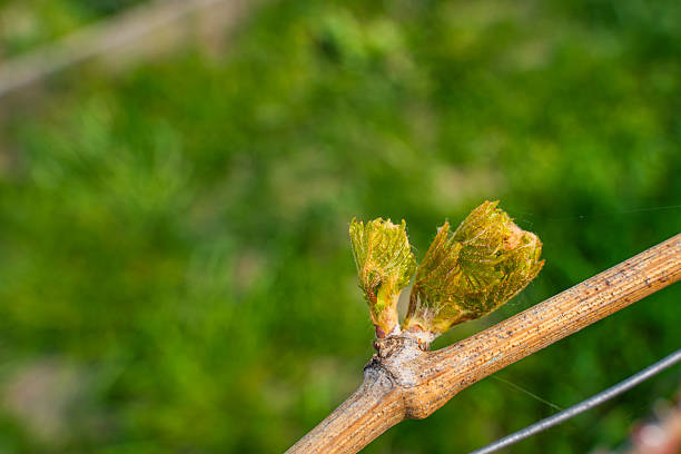 The first spring leaves of grapes close-up in spring. Grape buds wake up after winter.