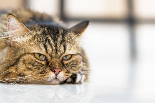 istock Brown tabby persian lay down on room floor and feel sleepy 2212708715