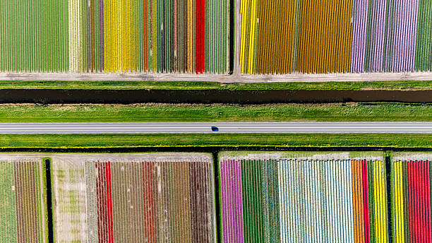istock Vibrant tulip fields stretch across the Dutch landscape during springtime blooms 2212709257